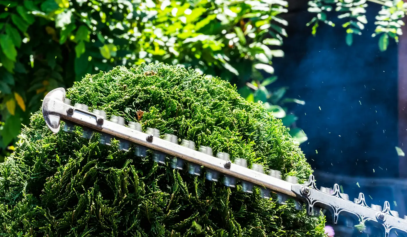 A hedge trimmer cutting into a clipped conifer, clippings in the air.
